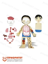 Бизиборд «Строение тела»