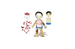 Бизиборд Строение тела Бизиборд Строение тела1