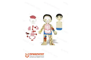 Бизиборд «Строение тела» Бизиборд «Строение тела»