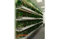 Стеллаж для выращивания клубники Стена