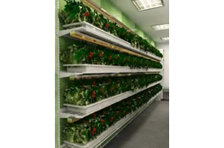 Стеллаж для выращивания клубники Стена1