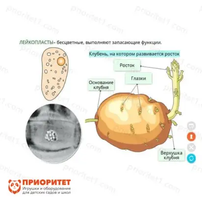 Электронные образовательные ресурсы Растениеводство1_1
