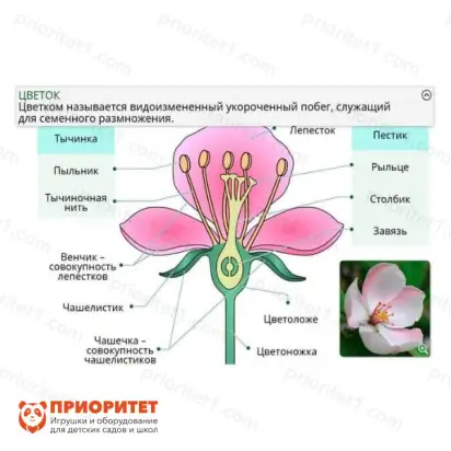Электронные образовательные ресурсы Растениеводство2_1