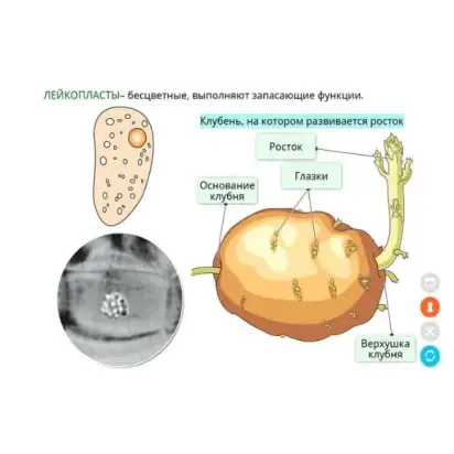 khimiya-kletki-veshchestva-kletki-i-tkani-rasteniy-interaktivnoe-uchebnoe-posobie-v-5-0-box-naglyadnaya-biologiya-2