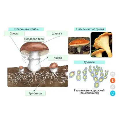 rasteniya-griby-bakterii-interaktivnoe-uchebnoe-posobie-v-5-0-box-naglyadnaya-biologiya-6-kl-1