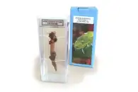 Влажный препарат Корень бобового растения с клубеньками