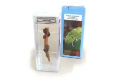 Влажный препарат Корень бобового растения с клубеньками1