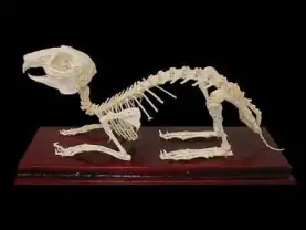 Комплект скелетов различных классов животных Комплект скелетов различных классов животных