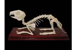 Комплект скелетов различных классов животных1