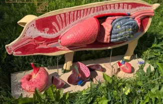 Макеты разборные Анатомическое строение свиньи Макеты разборные Анатомическое строение свиньи