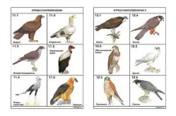 Комплект печатных пособий Птицы1