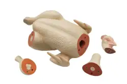 Макет анатомический разборный Кулинарная разделка сельскохозяйственной птицы1