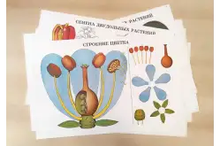 Комплект демонстрационных учебных таблиц по разделу Растения1