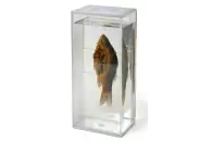 Комплект влажных препаратов Аквакультура