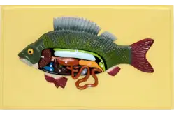 Модель барельефная Внутреннее строение рыбы1