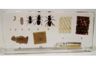 Коллекция Пчелиная семья