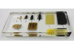 Коллекция Развитие медоносной пчелы1