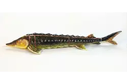 Макет анатомический разборный Кулинарная разделка хрящевых рыб на примере осетра1