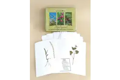 Гербарий Сельскохозяйственные растения1