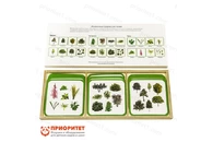 Комплект карточек Монтессори «Жизненные формы растений»