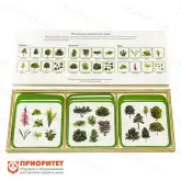 Комплект карточек Монтессори «Жизненные формы растений»1