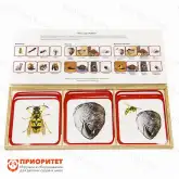 Комплект карточек Монтессори «Кто где живет»1