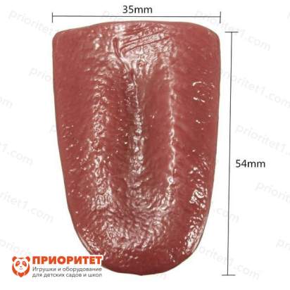 Язык силиконовый для демонстрации