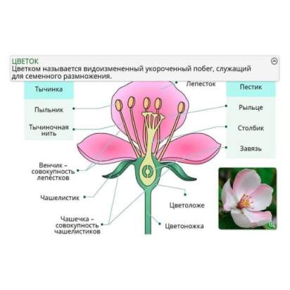 Электронные образовательные ресурсы Растениеводство2_1