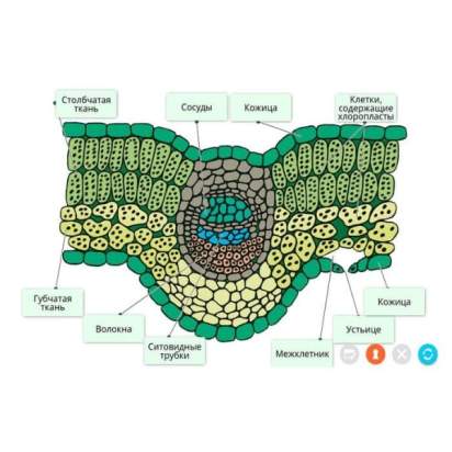 Электронные образовательные ресурсы Растениеводство3_1