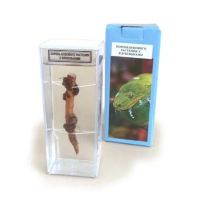 Влажный препарат Корень бобового растения с клубеньками_1ува