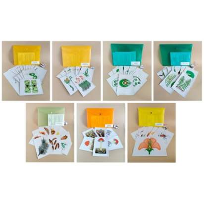 Комплект моделей аппликаций демонстрационный включающий модели аппликаций «Размножение многоклеточной водоросли»_1