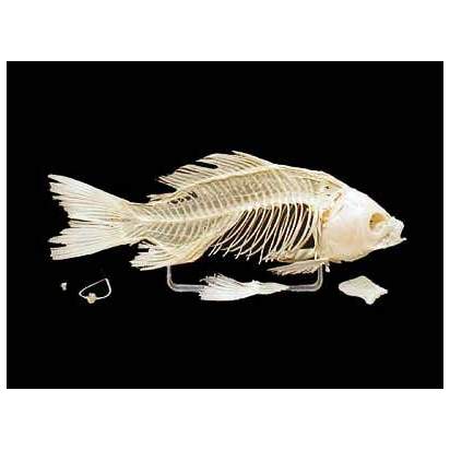 Комплект скелетов различных классов животных (1)