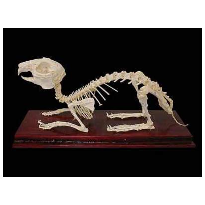 Комплект скелетов различных классов животных (3)