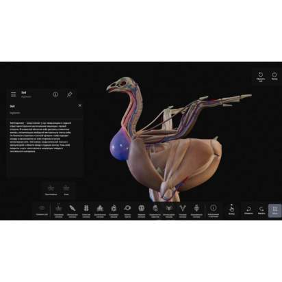 Виртуальный учебный комплекс Интерактивный трехмерный атлас анатомии животных2_1