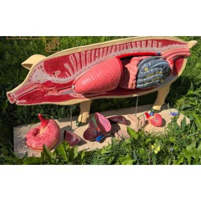 Макеты разборные «Анатомическое строение свиньи»_1