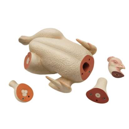 Макет анатомический разборный Кулинарная разделка сельскохозяйственной птицы123_1