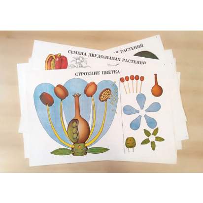 Комплект демонстрационных учебных таблиц по разделу «Растения»_1