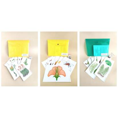 Комплект моделей-аппликаций демонстрационный, включающий в том числе модель-аппликацию «Строение цветка»_1