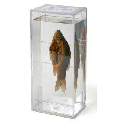 Комплект влажных препаратов включающий в том числе влажный препарат «Внутреннее строение рыбы» влажный препарат «Карась» влажный препарат «Развитие костистой рыбы»_1