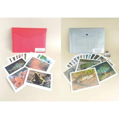 Комплект моделей-аппликаций демонстрационный, включающий в том числе модель-аппликацию Многообразие_1