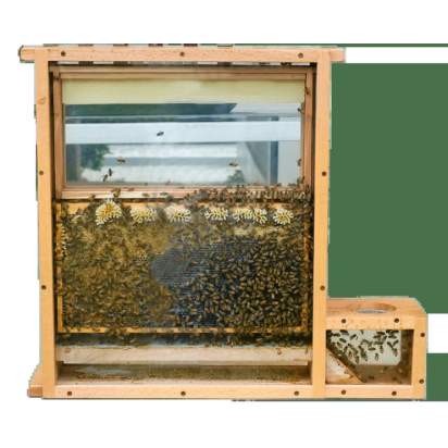 Улей наблюдательный_1