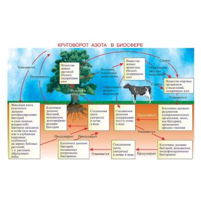 Электронные образовательные ресурсы Пчеловодство_1