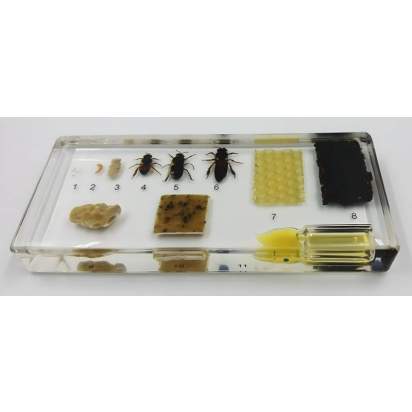 Коллекция «Развитие медоносной пчелы»_1