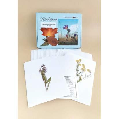 Гербарий «Медоносные растения»_1