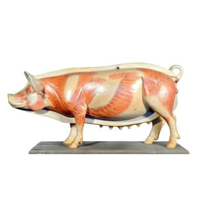 Макет анатомический разборный «Кулинарная разделка свинины на крупнокусковые части»_1