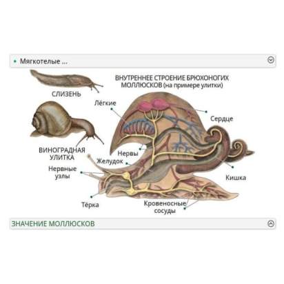 Электронные образовательные ресурсы Животноводство1_1
