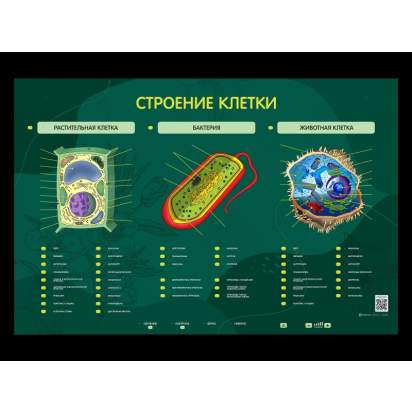 Электрифицированный стенд Строение клетки_1