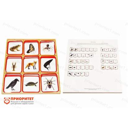 Комплект карточек Монтессори «Части тела»